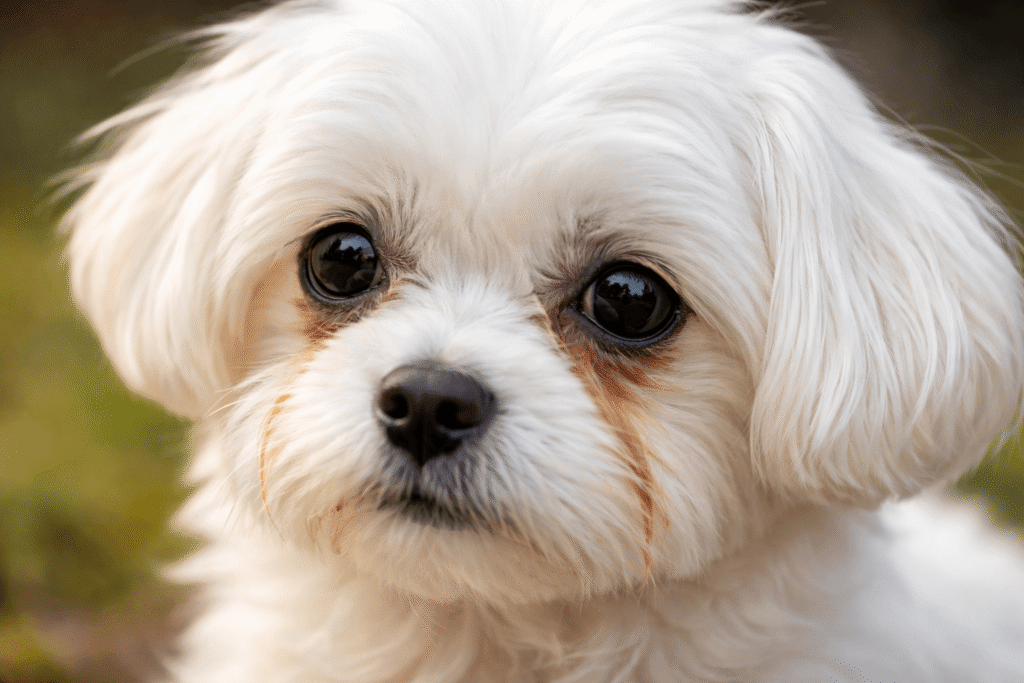 강아지 눈물자국 이미지