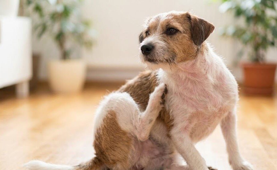 강아지 피부평을 표현한 이미지