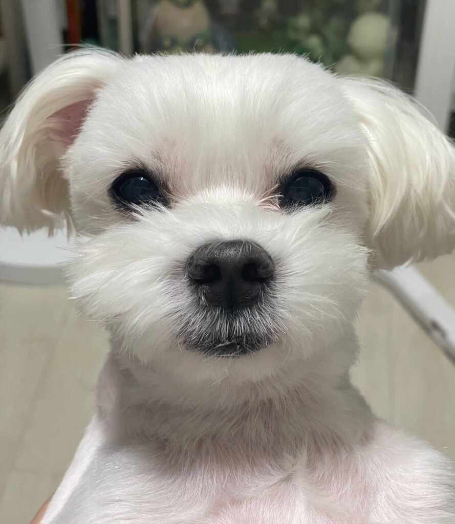 말티즈 증명사진