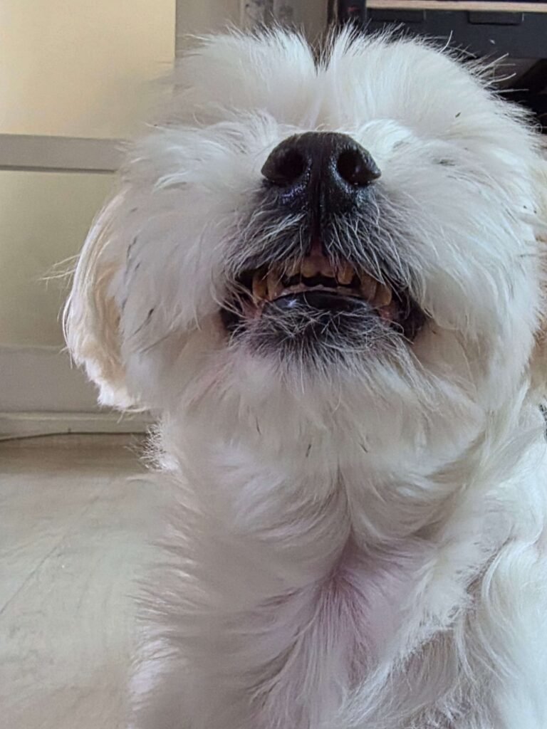 말티츠(보리) 이빨