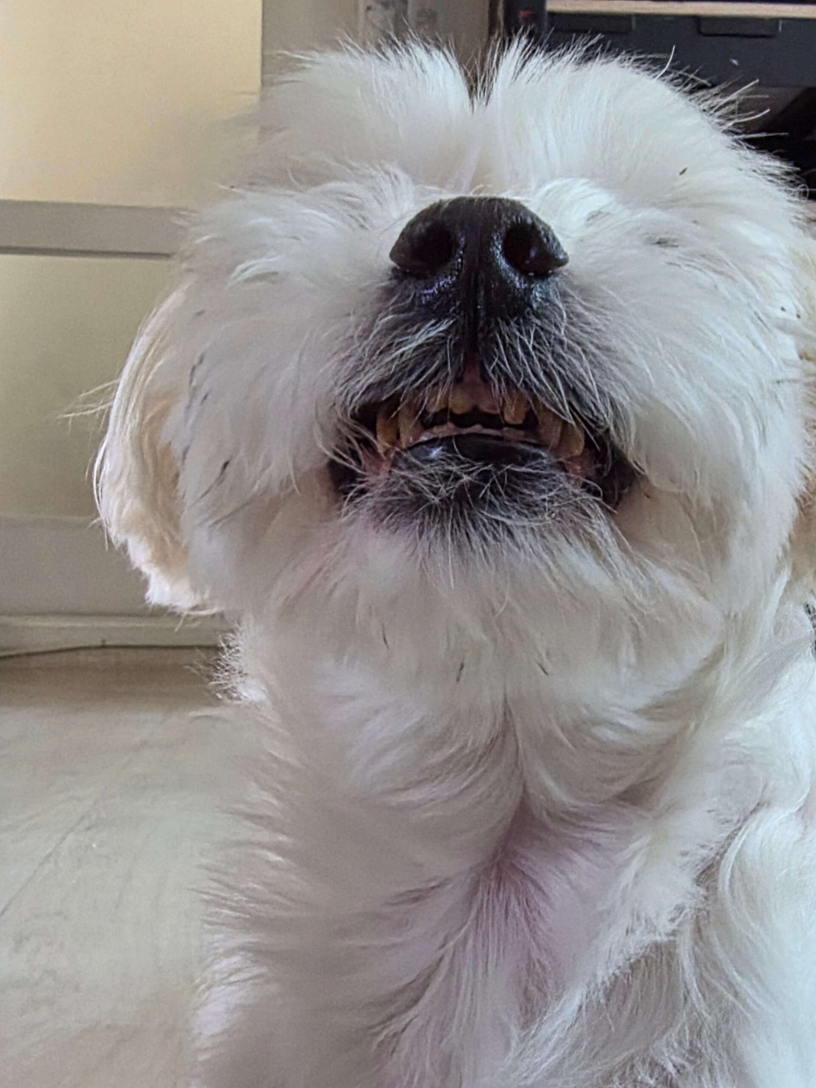 강아지 치아 관리, 왜 중요하고 어떻게 해야 할까