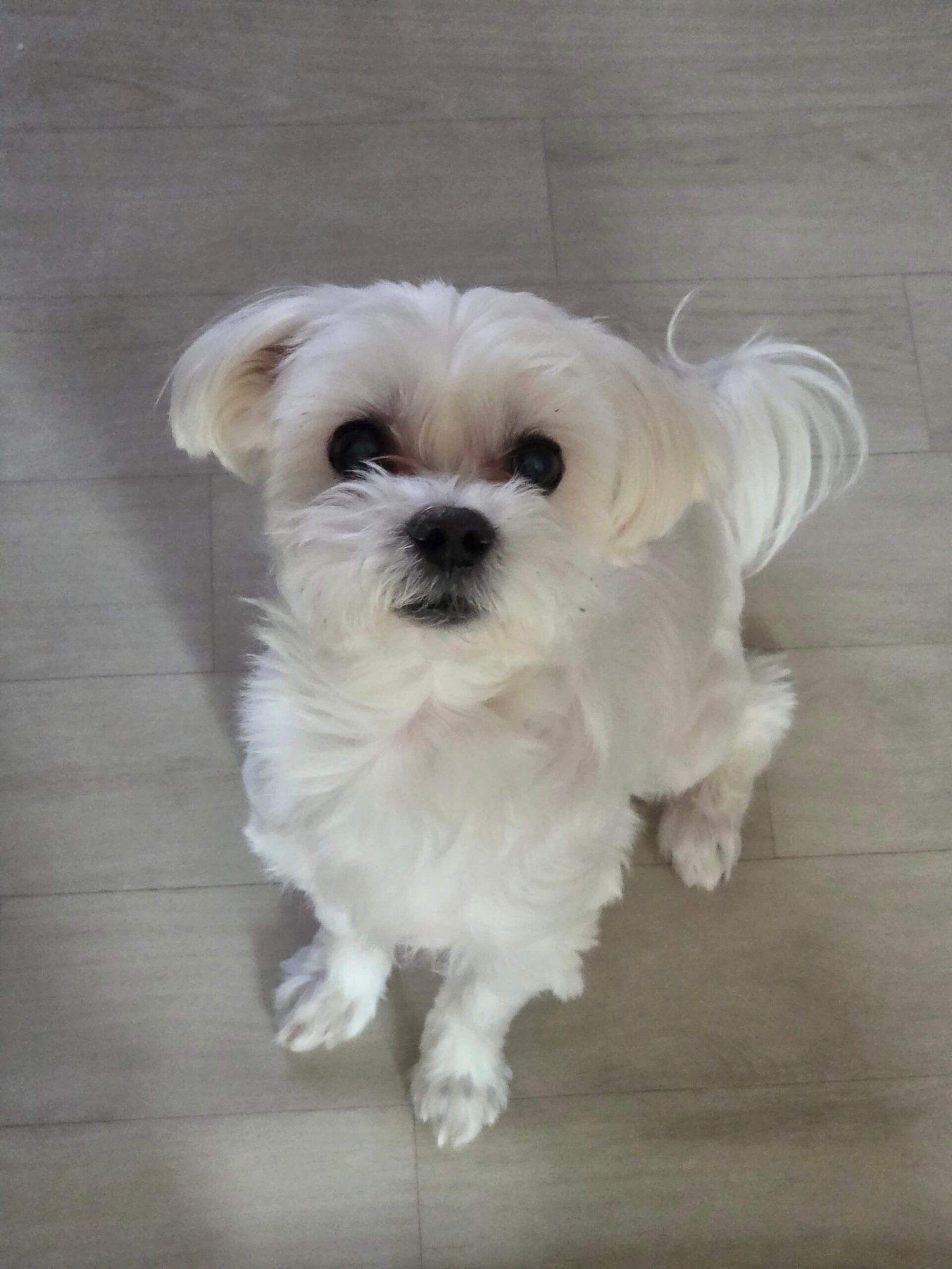 말티즈(보리) 사진