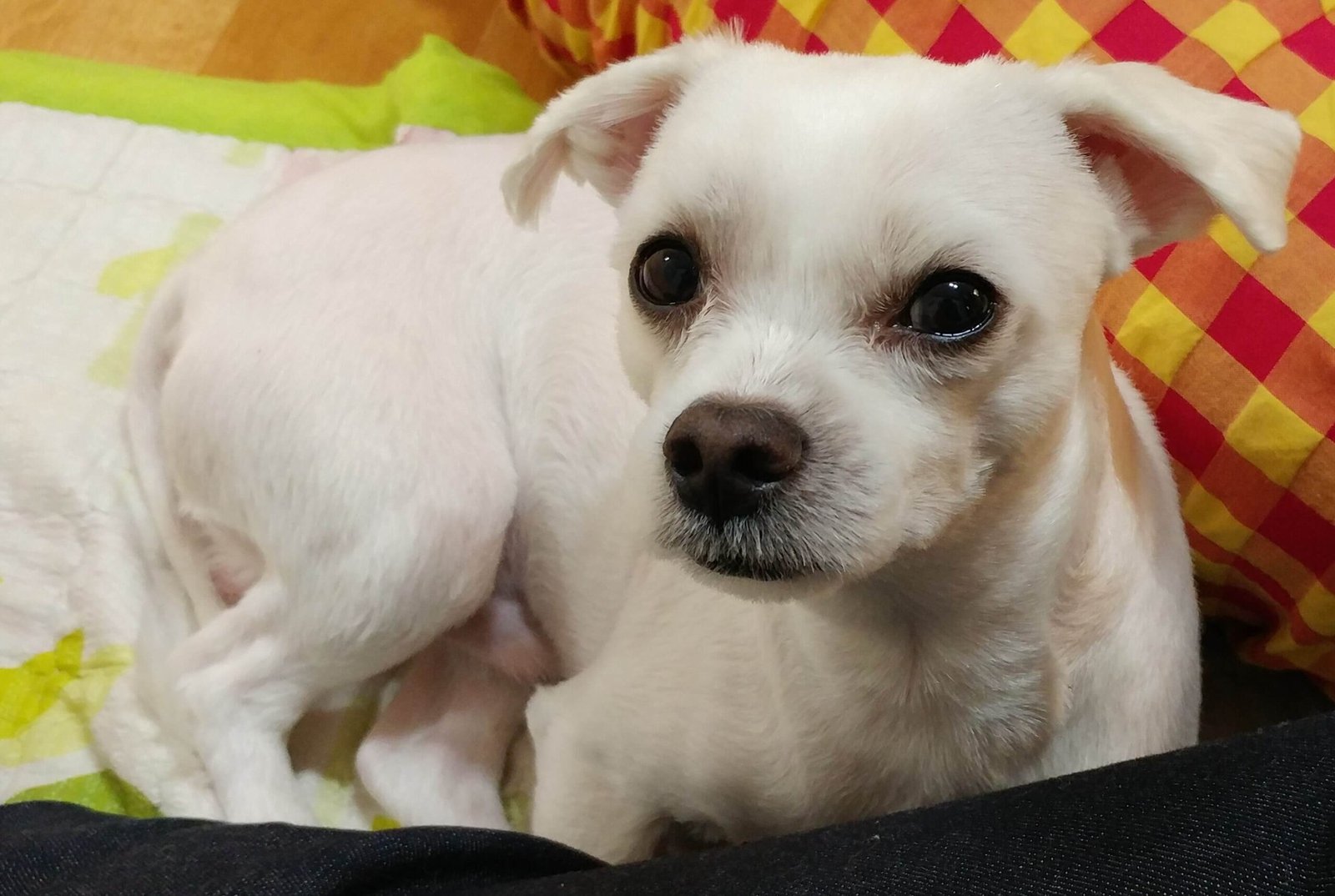 말티즈(보리) 사진