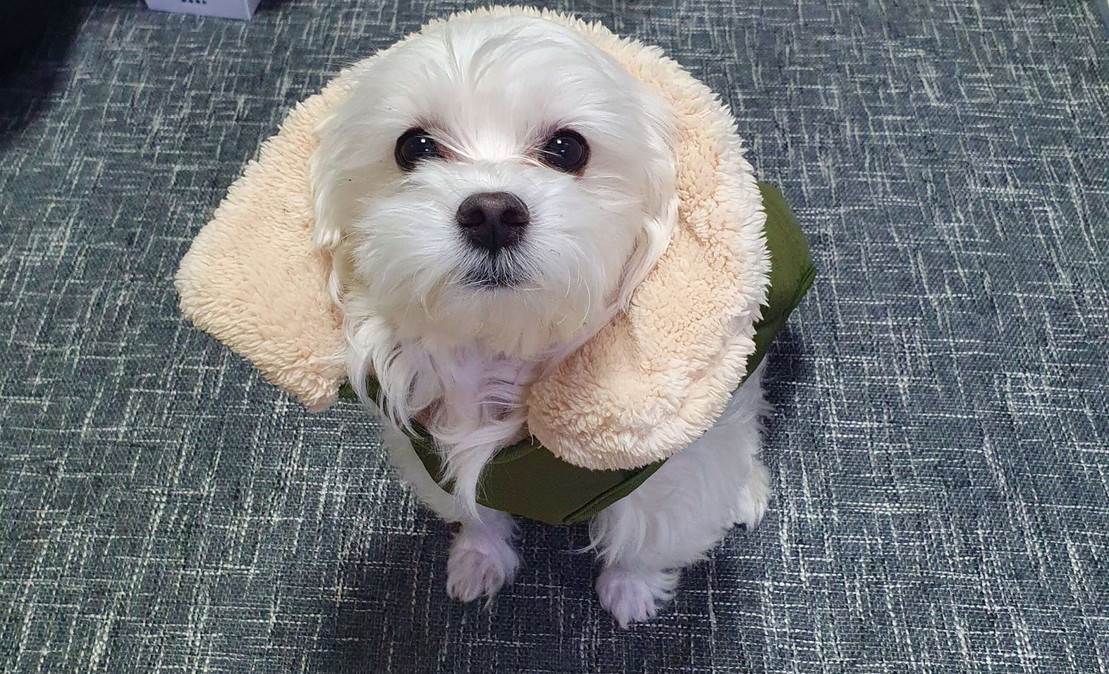 말티즈(보리) 사진