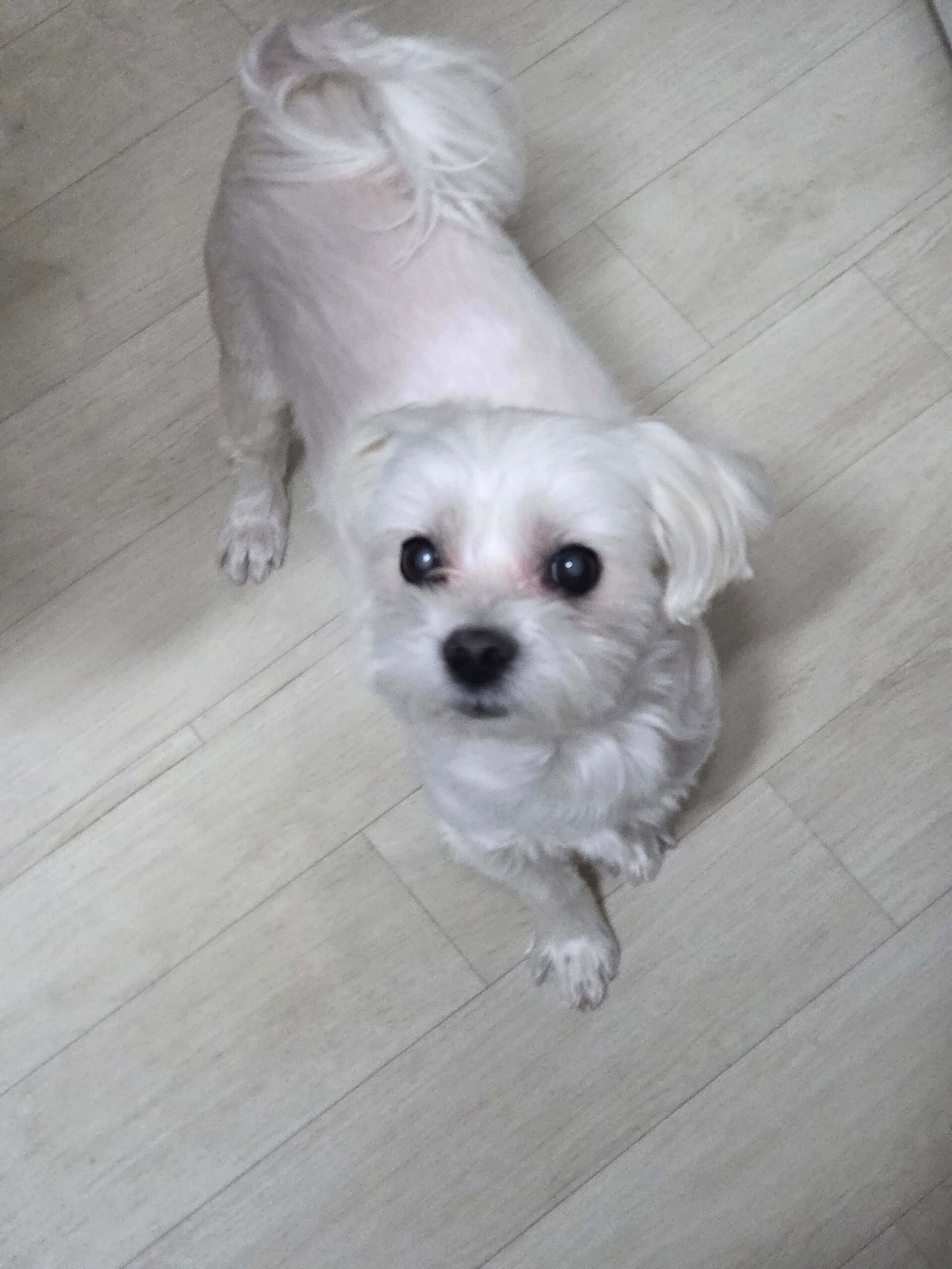 말티즈 서있는 사진