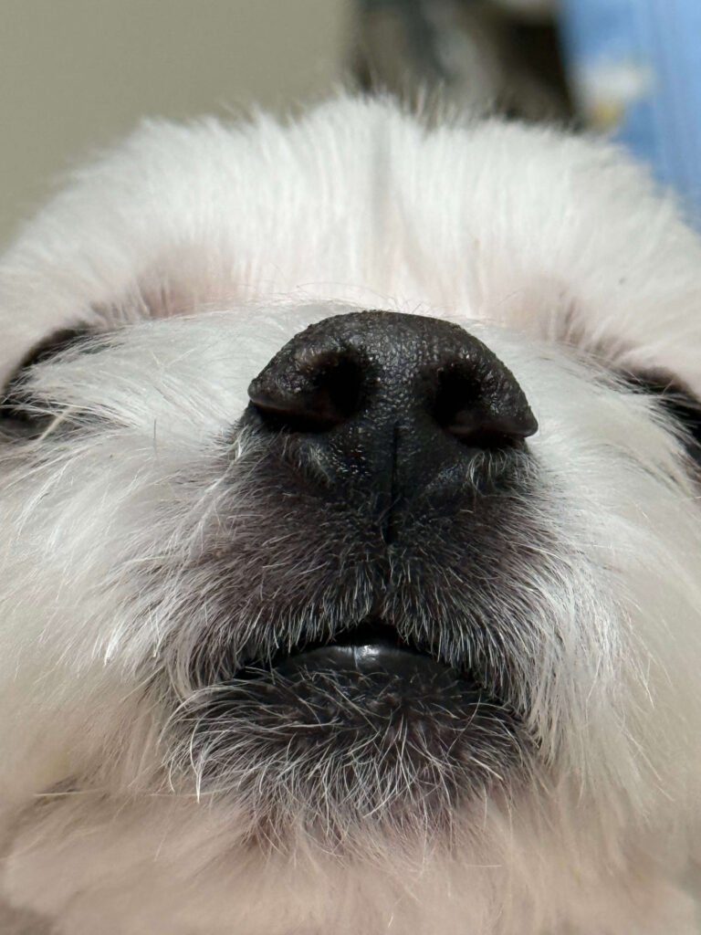 말티즈 코 사진