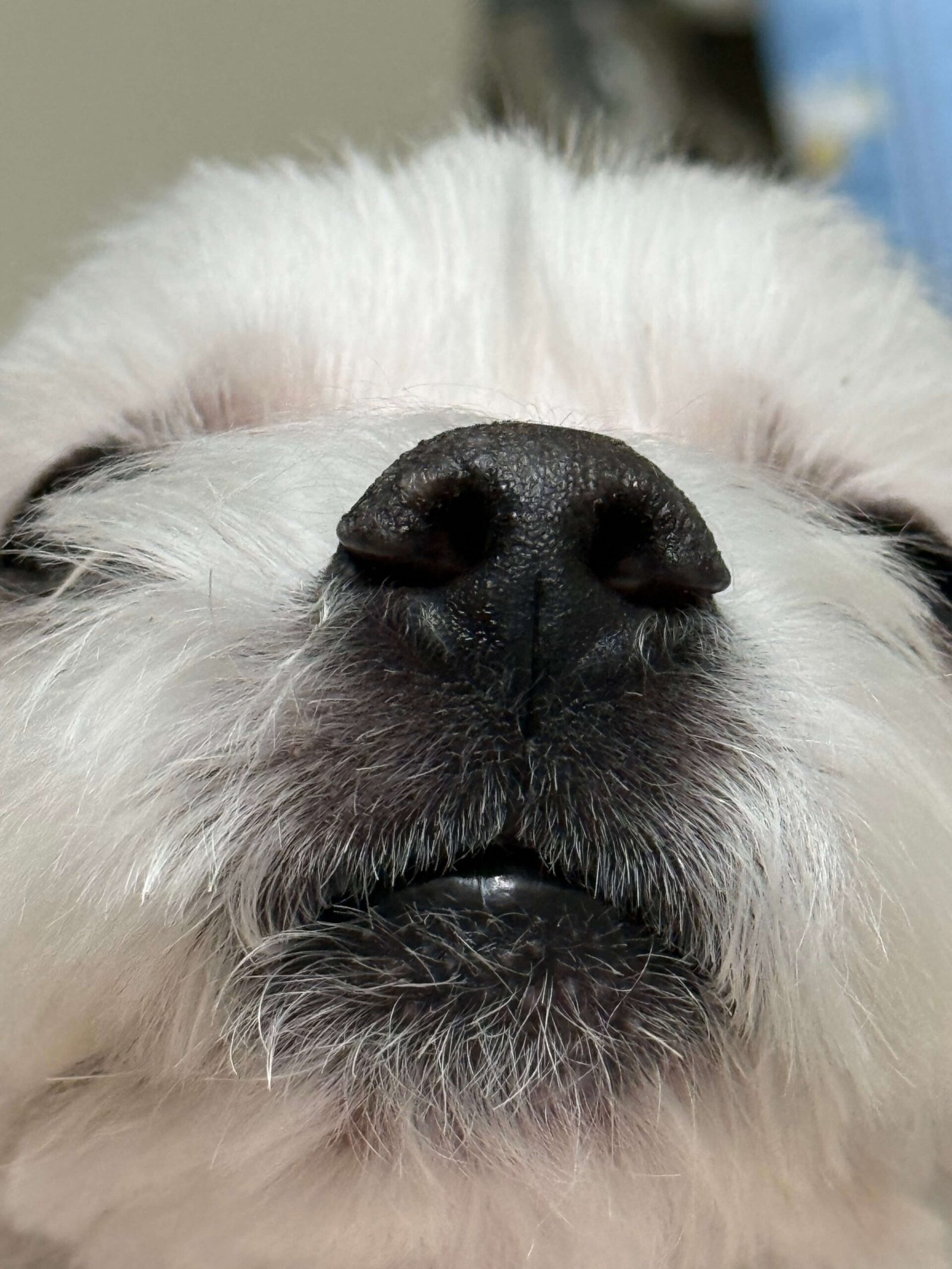 말티즈 코 사진