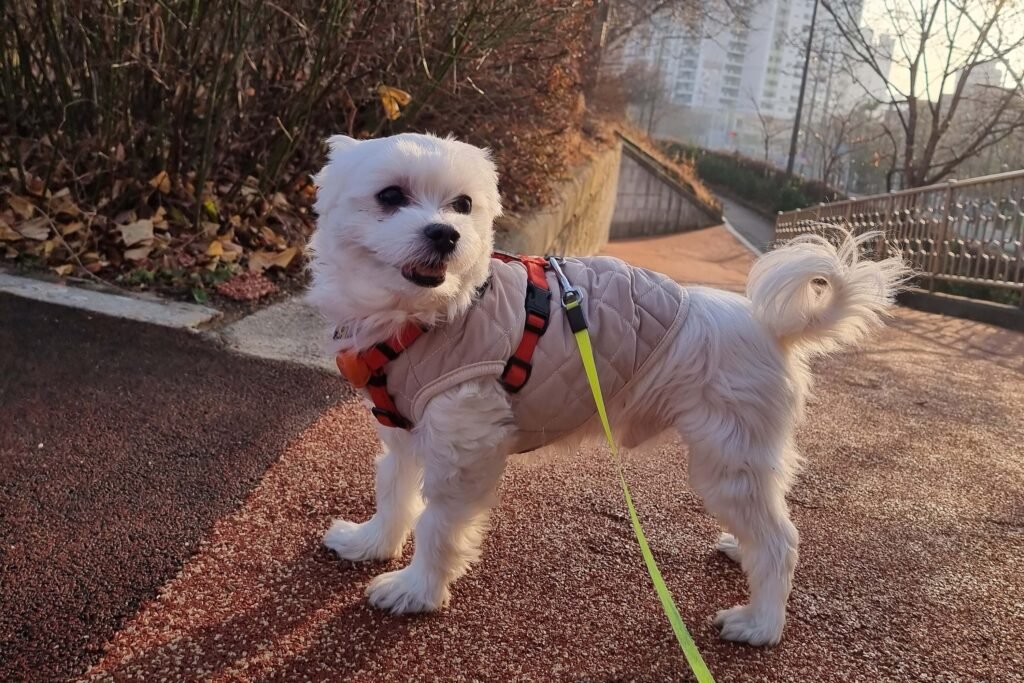 말티즈 산책 사진