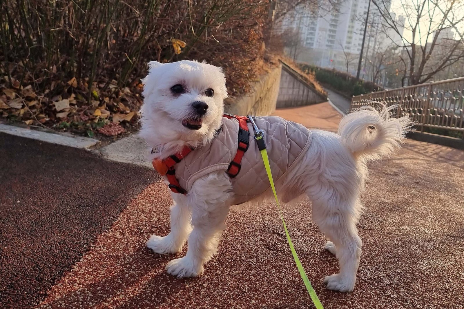 말티즈 산책 사진