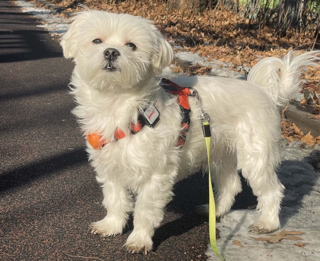 말티즈(보리) 산책 사진