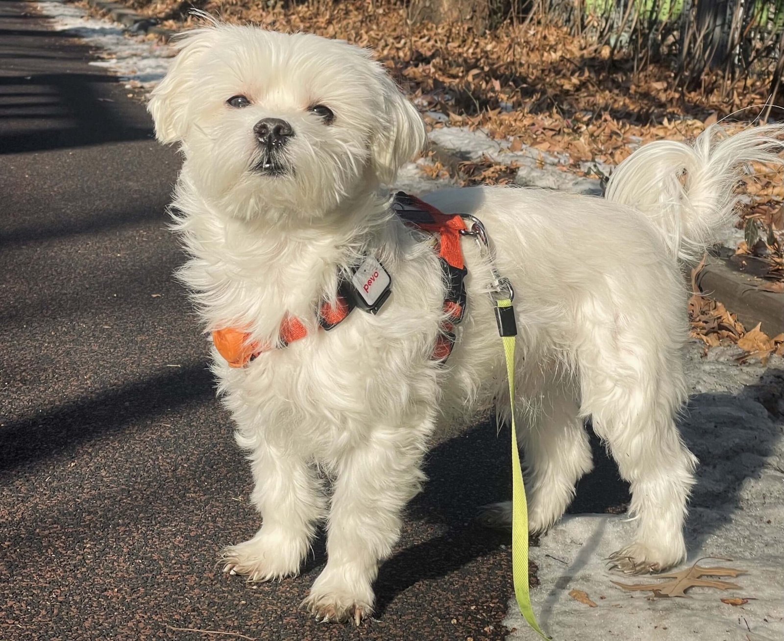 말티즈(보리) 산책 사진