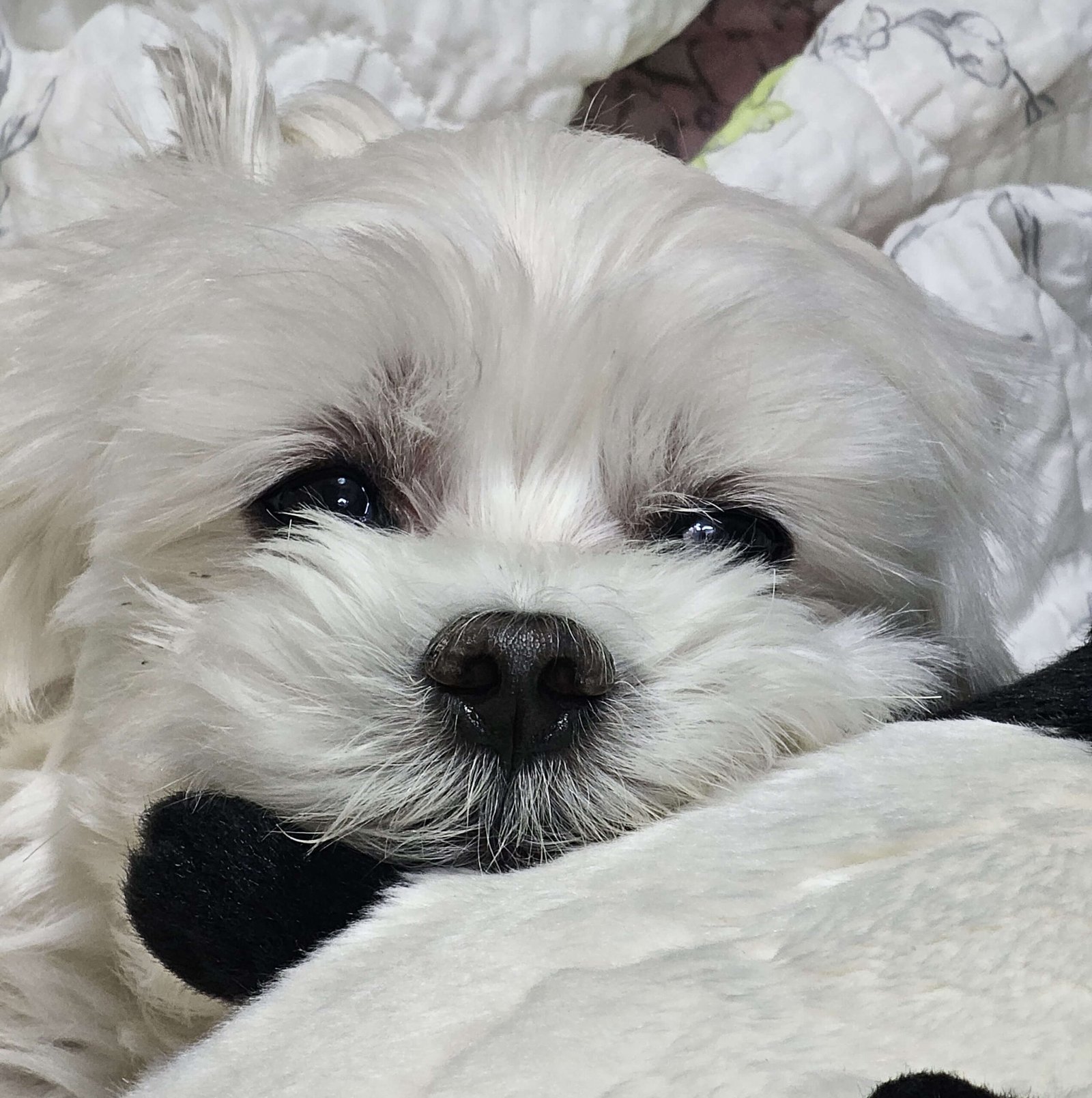 말티즈(보리) 사진