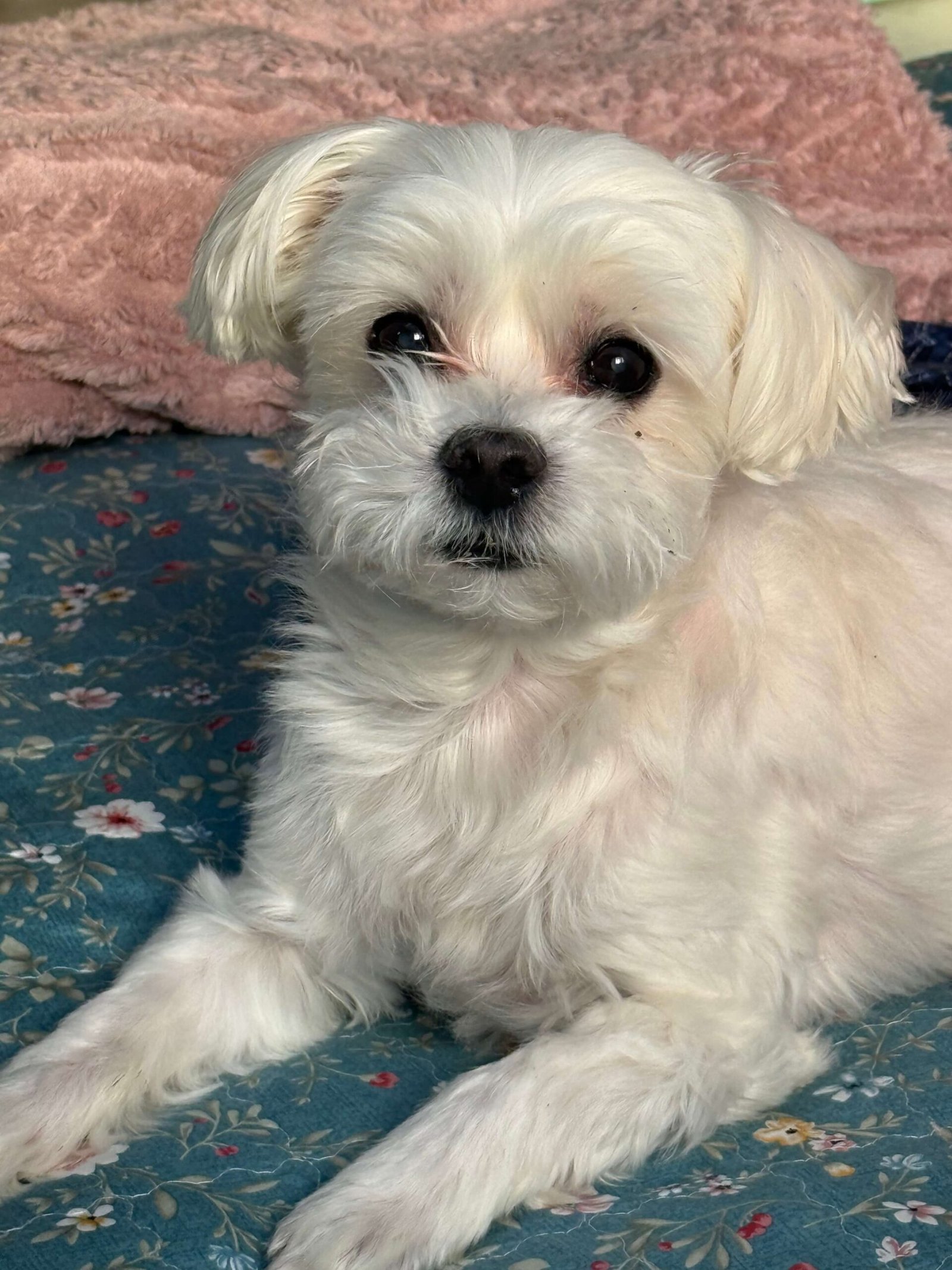 말티즈(보리) 사진