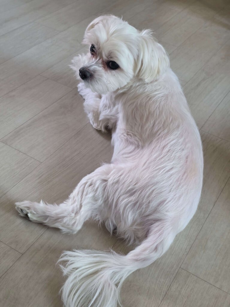 말티즈(보리) 뒷모습 사진