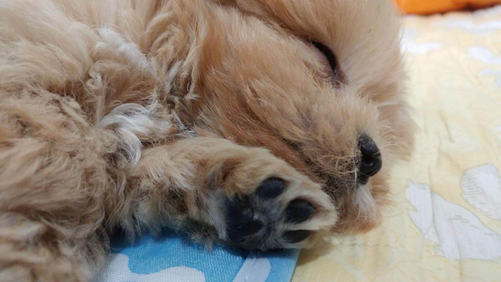 애기 말티푸 자는중