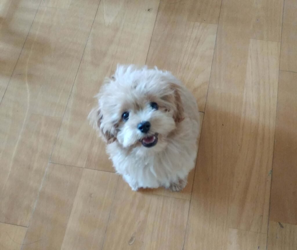 애기 말티즈(호두) 사진