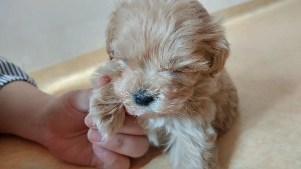 애기 말티푸(호두) 사진
