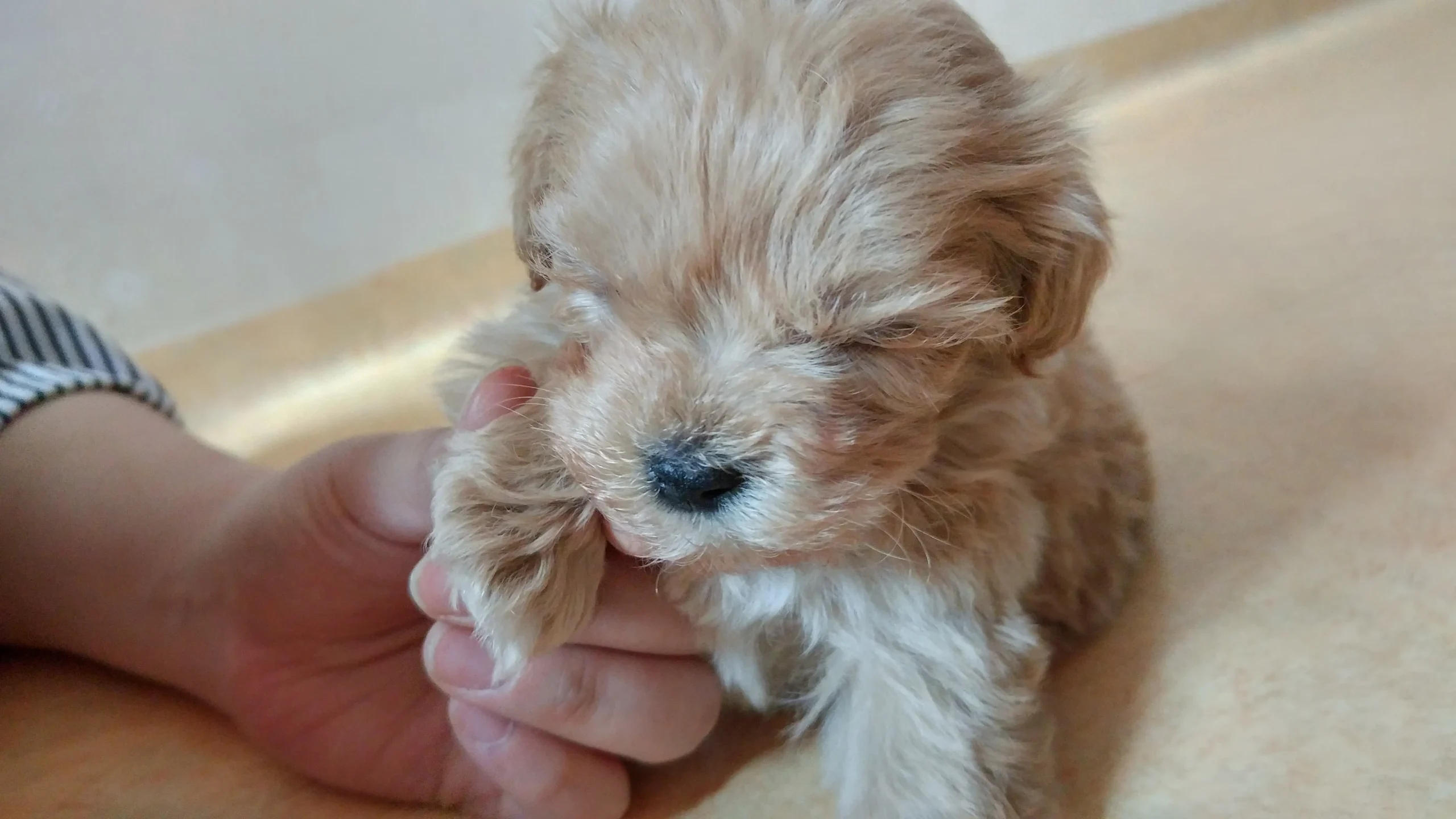 강아지 처음 데려왔을 때, 무엇을 준비해야 할까?