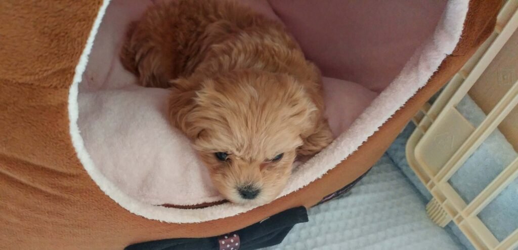 강아지 집에서 쉬고있는 말티푸