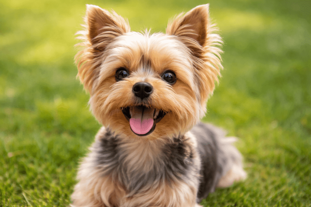 요크셔테리어 단점 이미지