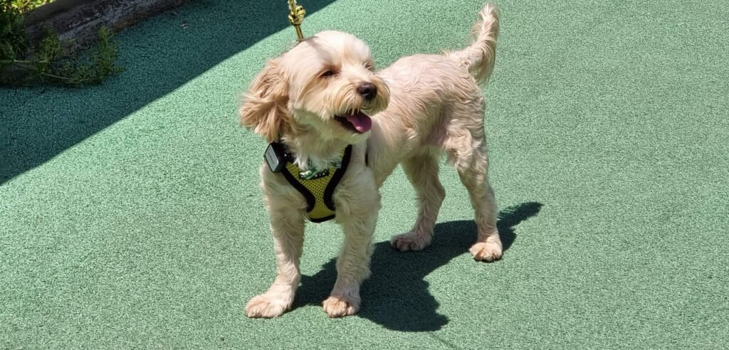 말티푸(호두) 사진