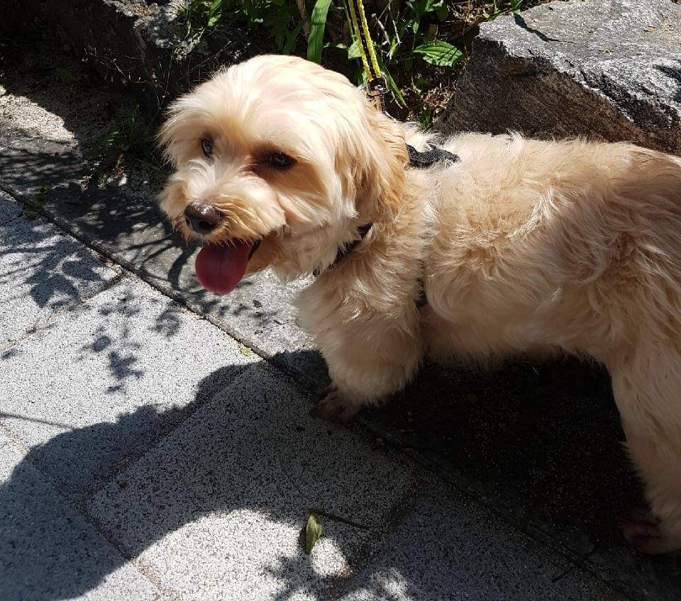 말티푸(호두) 사진