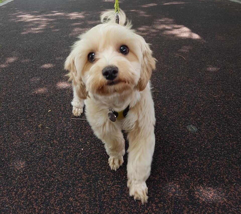 귀여운 말티푸(호두) 사진