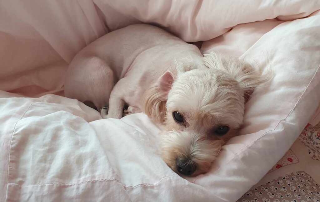 말티푸(호두) 사진