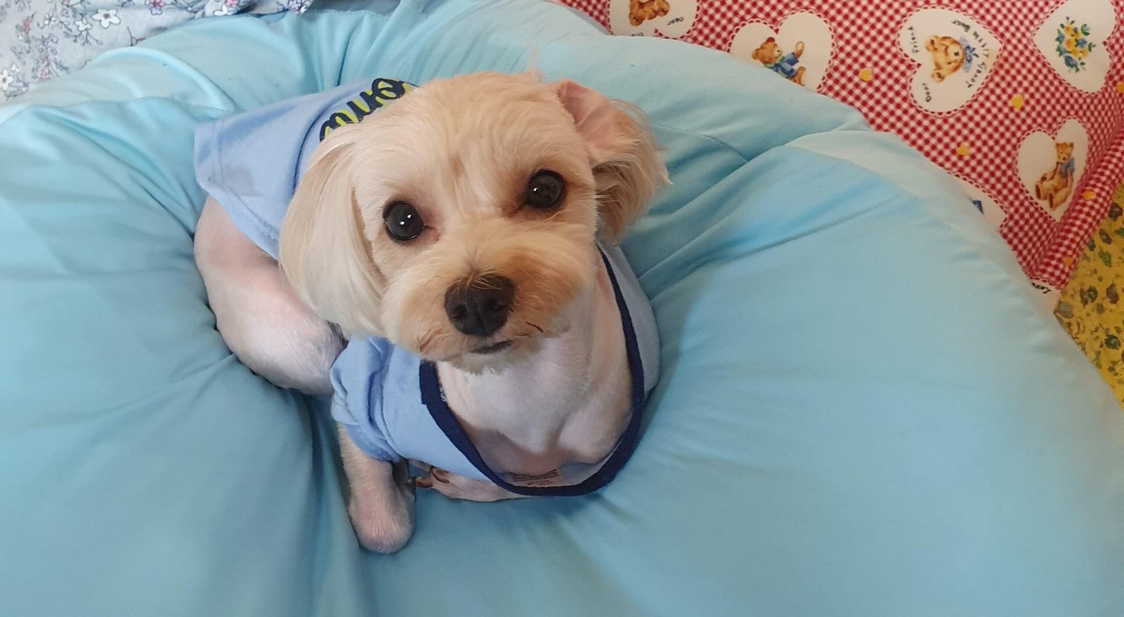 말티푸(호두)사진