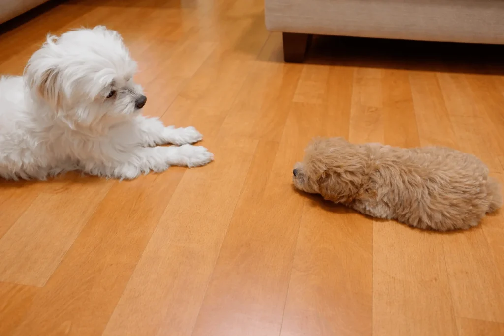 말티즈(보리)와 말티푸(호두)