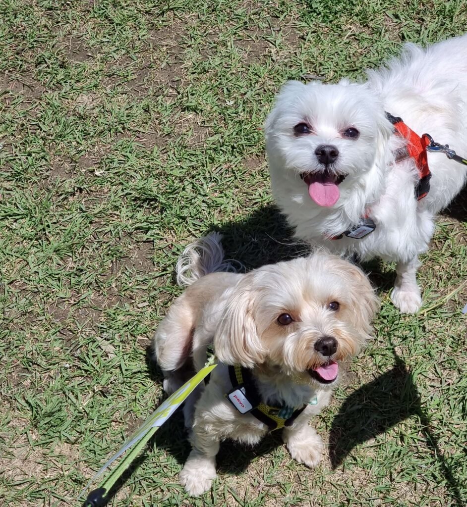 말티즈(보리)와 말티푸(호두)의 산책 사진