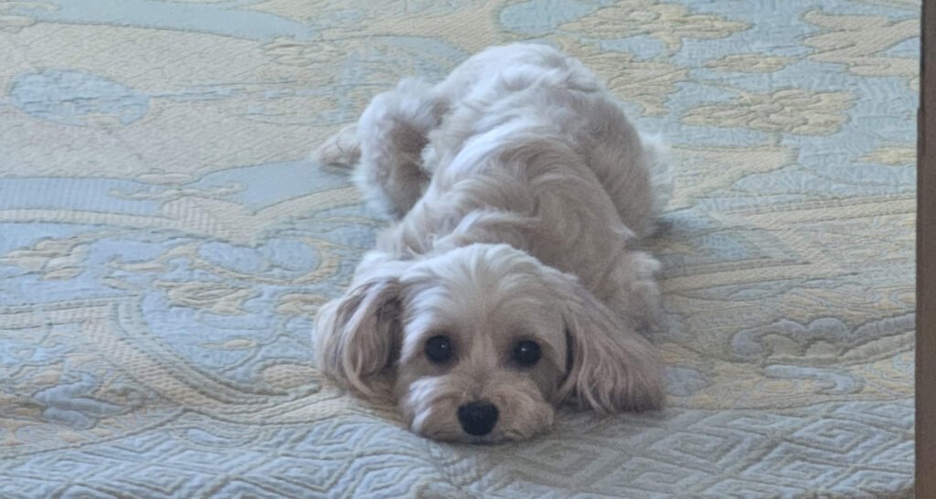 말티푸 엎드린 사진