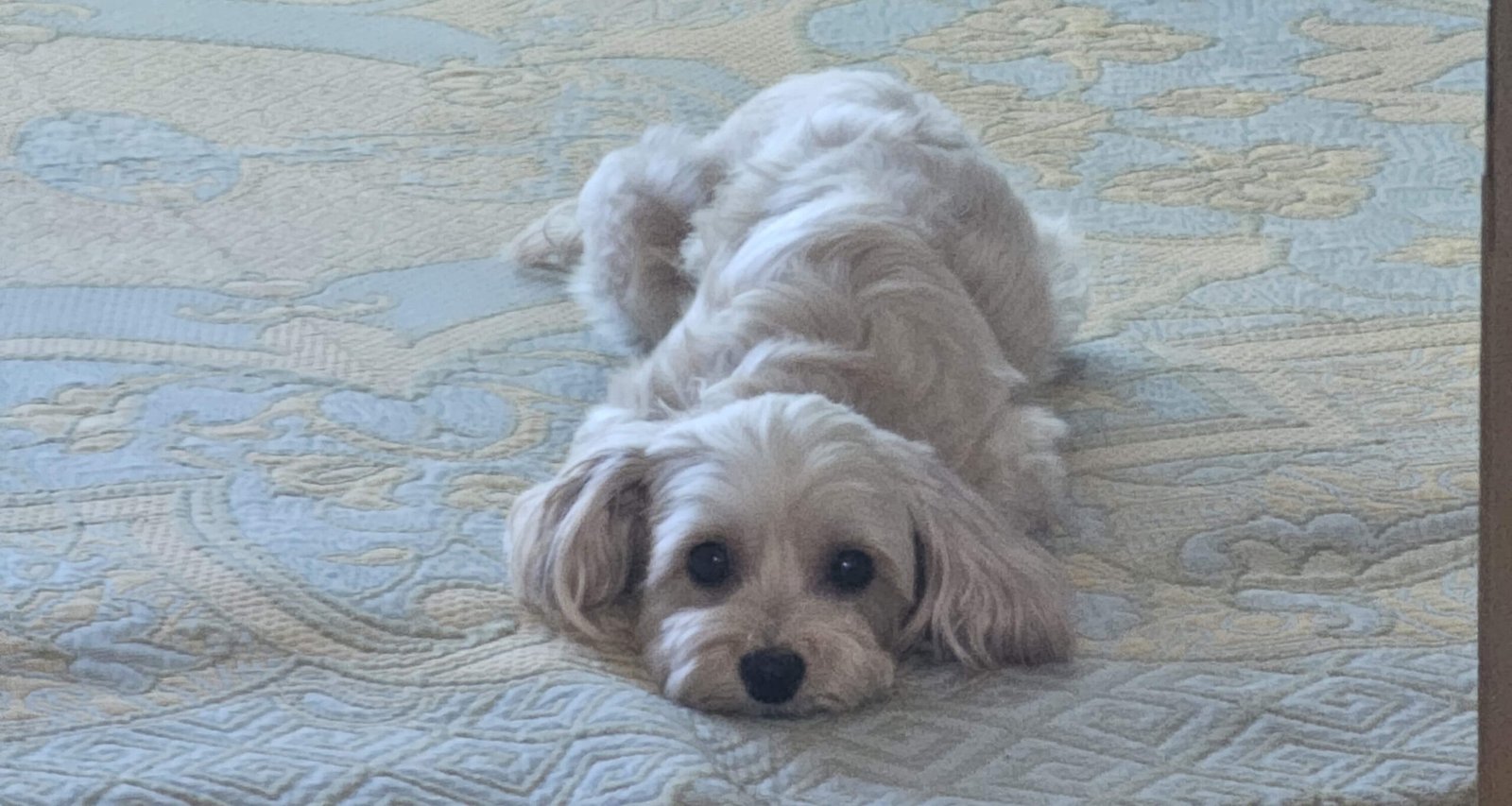 말티푸 엎드린 사진