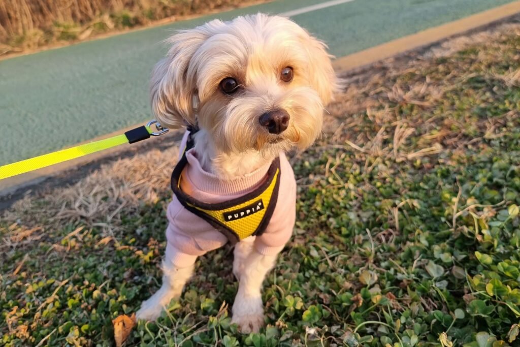 말티푸 산책 사진