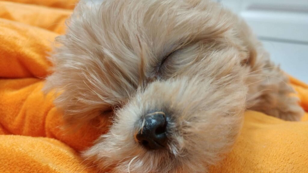 잠자는 말티푸(호두) 사진