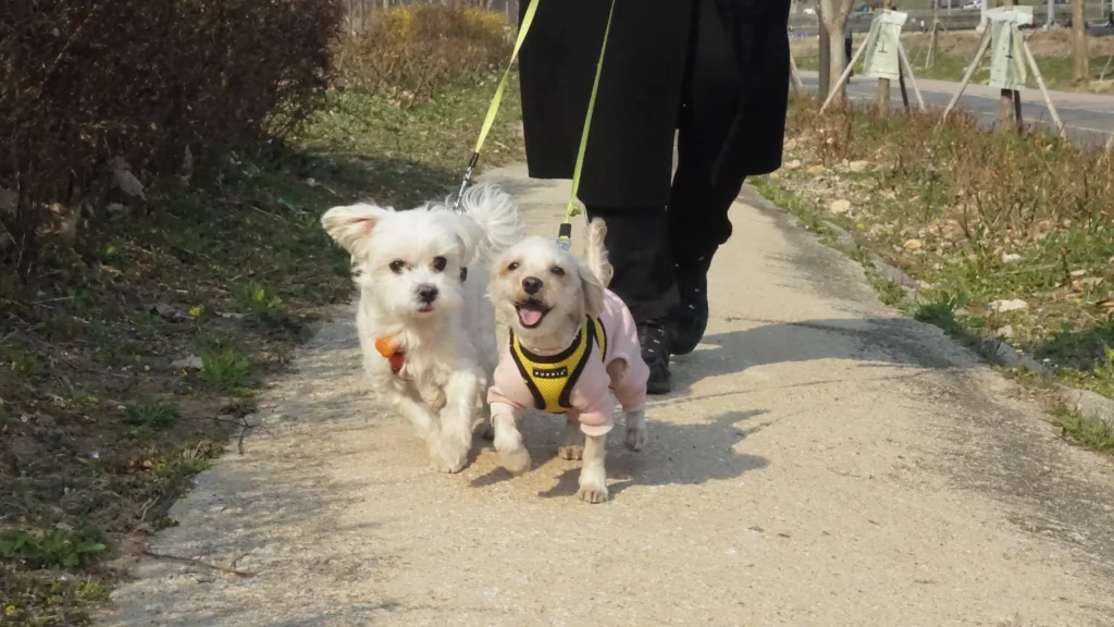 말티후(호두)와 말티즈(보리) 사진