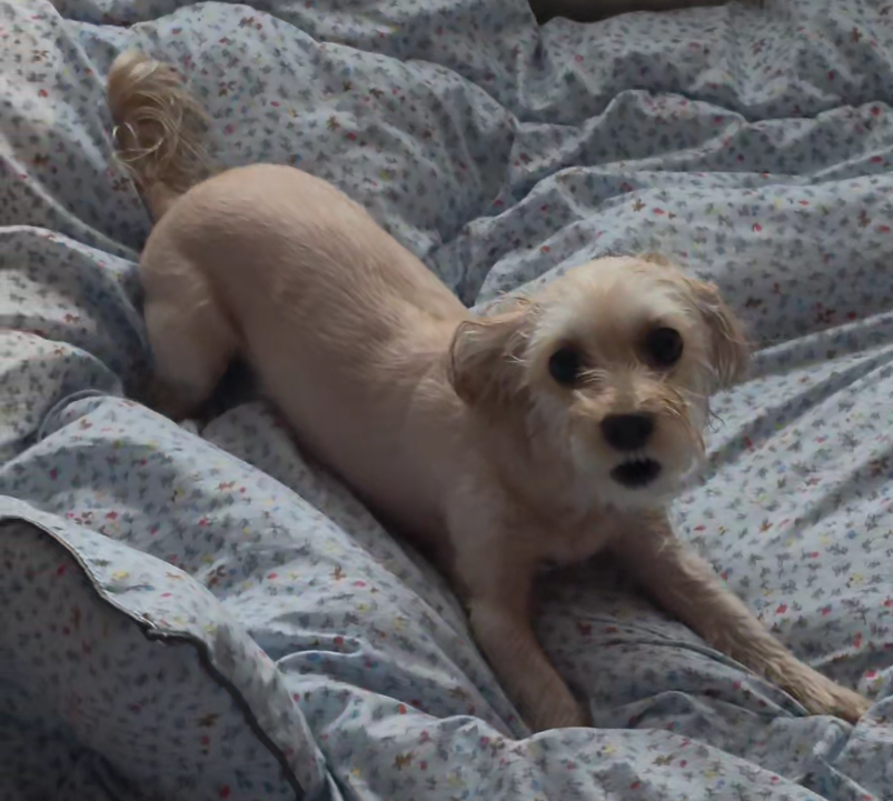 260402 오늘의 호두