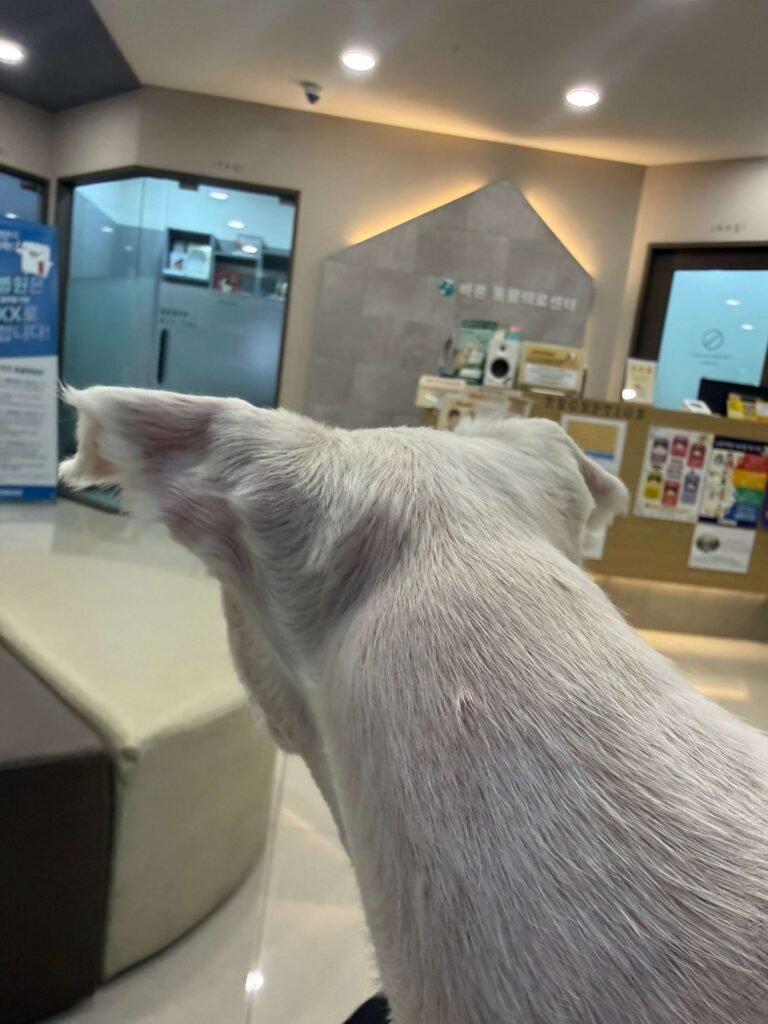 병원에서 대기중인 보리
