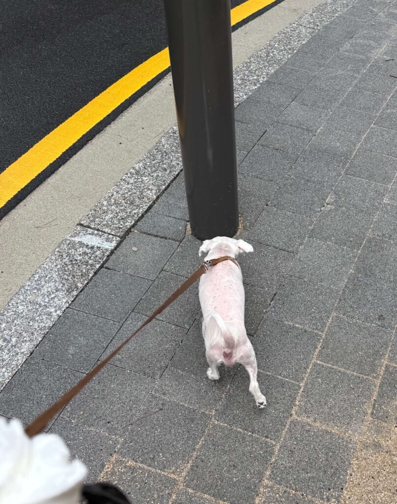 보리 갑자기 산책