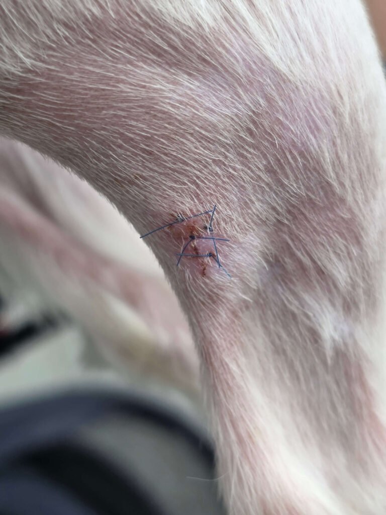 보리 뒷다리 수술 자국