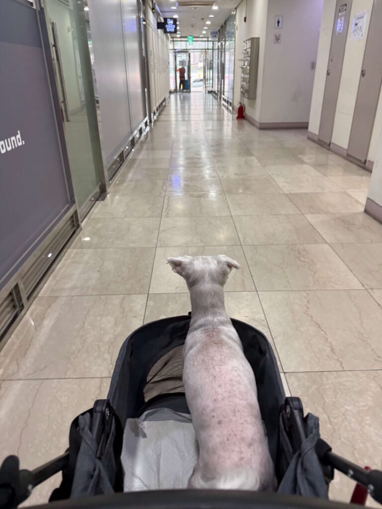 보리 병원가는 사진