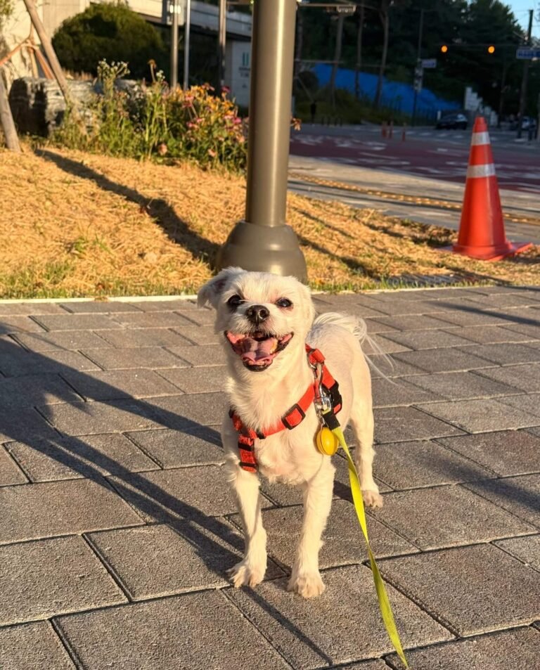 산책중인 보리 사진
